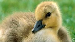 Little Moritz