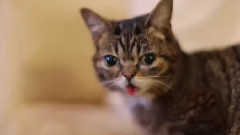 A Ferocious Fearless Bub