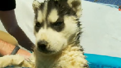 Husky Puppies First Time in Pool