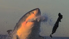 Shark Attack