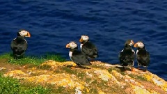 Newfoundland