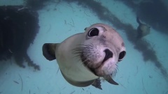 Diving with Ocean Hounds