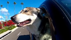 Dogs In Cars California
