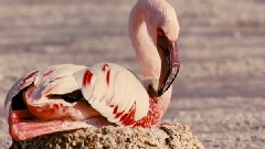 Cute Animal
