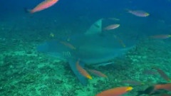 Diving With Sharks