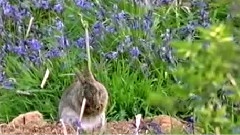 Forest Relaxation, Cider House Rules Theme