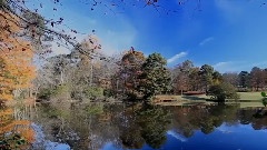 Amazing Forest Scenery