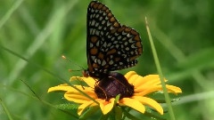 Butterflies