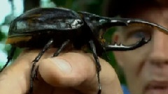 World's Biggest And Baddest Bugs