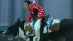 赛场上跑来猴子骑狗赚眼球