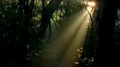 刚果野林世界