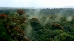 刚果野林世界