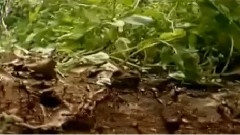 刚果野林世界