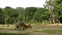 刚果野林世界