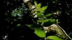 刚果野林世界