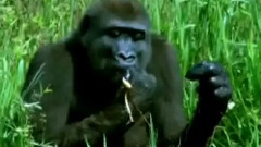 刚果野林世界