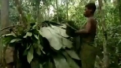刚果野林世界