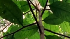 刚果野林世界