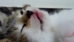 萌态可掬的猫仔