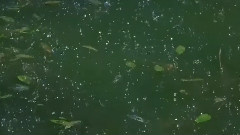笛子二重奏