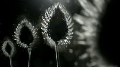 迈巴赫inspirations
