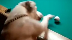 会打台球的狗狗