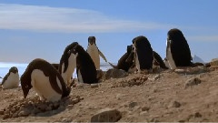 Cute Penguin