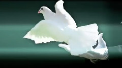 Fly Away