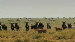 Paradise Of The Helpless