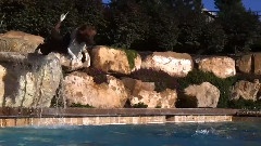 Dogs In Slow Motion