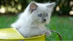 Cute Kittens In A Picnic Basket