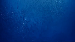 Deep Blue Sea