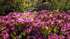 Spring Flowers TuYan