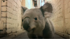 Koala Running Down The Hall