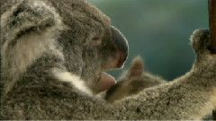 Cracking the Koala Code