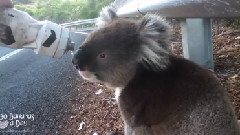 Koala Meets Cyclist