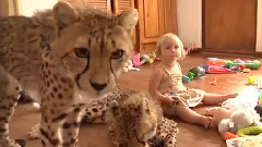 Boy & Sister Who Have Grown Up With Cheetahs