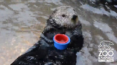 The Sea Otter Stacks Cups