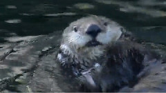 Sea Otter VS Ice