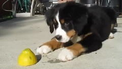Bernese Mountain Dog Puppy Vs Lemon