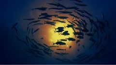 Coral Sea Dreaming