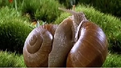 昆虫之美