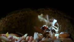 近观微生物