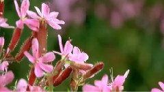 美妙的虫类世界