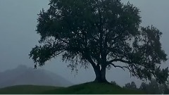 树欲静