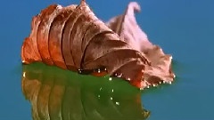 聆听自然