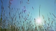 生命的感悟
