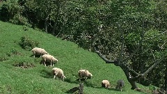 台湾高山牧原之歌