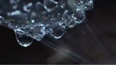 北加利福尼亚的红杉林