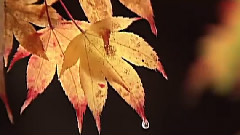 Containing Red